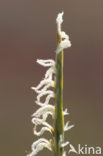 Engels slijkgras (Spartina anglica)