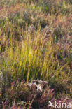 Engels slijkgras (Spartina anglica)