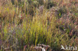 Engels slijkgras (Spartina anglica)