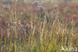 Engels slijkgras (Spartina anglica)