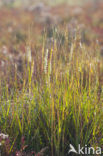 Engels slijkgras (Spartina anglica)