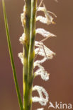 Engels slijkgras (Spartina anglica)