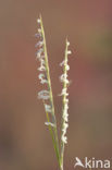 Engels slijkgras (Spartina anglica)