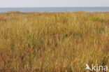 Engels slijkgras (Spartina anglica)