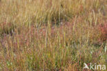 Engels slijkgras (Spartina anglica)