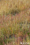 Engels slijkgras (Spartina anglica)