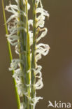 Engels slijkgras (Spartina anglica)