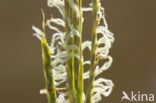 Engels slijkgras (Spartina anglica)