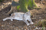 Euraziatische lynx (Lynx lynx) 