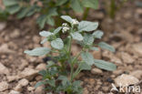 Europese heliotroop (Heliotropium europaeum)