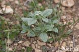 Europese heliotroop (Heliotropium europaeum)