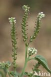 Europese heliotroop (Heliotropium europaeum)