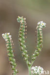 Europese heliotroop (Heliotropium europaeum)