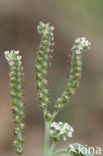 Europese heliotroop (Heliotropium europaeum)