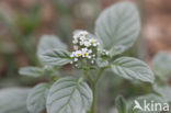 Europese heliotroop (Heliotropium europaeum)