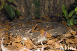 Gabon-adder (Bitis gabonica)