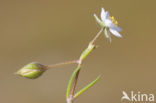 Gerande schijnspurrie (Spergularia media subsp. angustata)