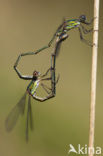 Houtpantserjuffer (Lestes viridis)