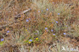 Jasione crispa subsp. maritima