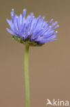 Jasione crispa subsp. maritima