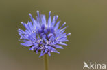 Jasione crispa subsp. maritima