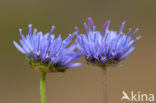 Jasione crispa subsp. maritima