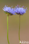 Jasione crispa subsp. maritima