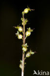 Kleine keverorchis (Listera cordata) 