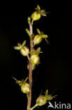 Kleine keverorchis (Listera cordata) 