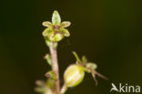 Kleine keverorchis (Listera cordata) 