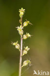 Kleine keverorchis (Listera cordata) 