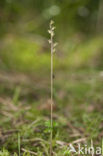 Kleine keverorchis (Listera cordata) 