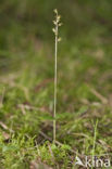 Kleine keverorchis (Listera cordata) 