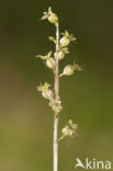 Kleine keverorchis (Listera cordata) 