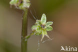 Kleine keverorchis (Listera cordata) 