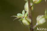 Kleine keverorchis (Listera cordata) 