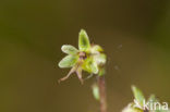 Kleine keverorchis (Listera cordata) 