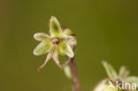 Kleine keverorchis (Listera cordata) 