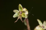 Kleine keverorchis (Listera cordata) 