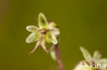 Kleine keverorchis (Listera cordata) 