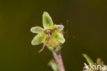 Kleine keverorchis (Listera cordata) 