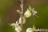 Kleine keverorchis (Listera cordata) 