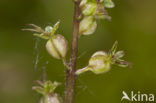 Kleine keverorchis (Listera cordata) 