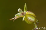 Kleine keverorchis (Listera cordata) 