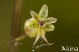 Kleine keverorchis (Listera cordata) 