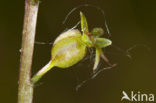 Kleine keverorchis (Listera cordata) 