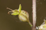 Kleine keverorchis (Listera cordata) 