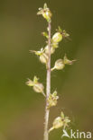 Kleine keverorchis (Listera cordata) 