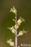 Kleine keverorchis (Listera cordata) 