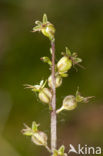 Kleine keverorchis (Listera cordata) 